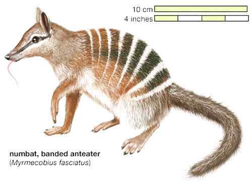 袋食蚁兽 Myrmecobius fasciatus