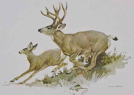 骡鹿 臀部都是白色 骡鹿 臀部都是白色