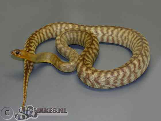 沙漠中的蟒蛇——兰氏盾蟒 Aspidites ramsayi 沙漠中的蟒蛇——兰氏盾蟒 Aspidites ramsayi