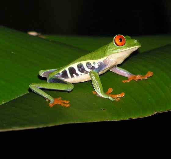 最漂亮的蛙类  红眼树蛙