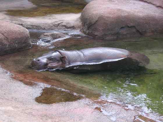 倭河马 河马世界第二