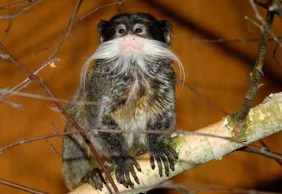 南美洲长须狨 Saguinus imperator