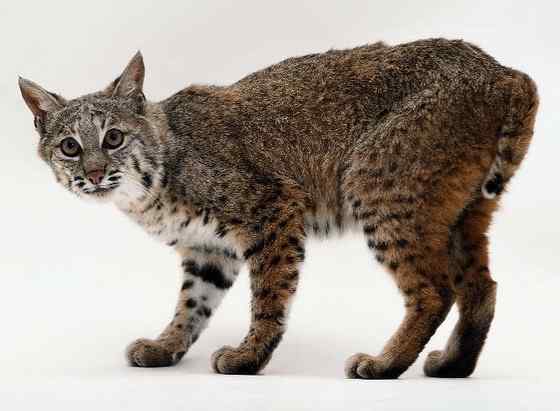 北美洲数量最多的猫科动物  短尾猫