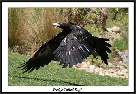 澳大利亚三大猛禽之——楔尾鹰 Aquila audax