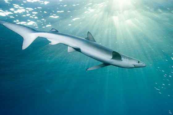 漂亮的鲨鱼 大青鲨、虎头鲨 漂亮的鲨鱼 大青鲨、虎头鲨