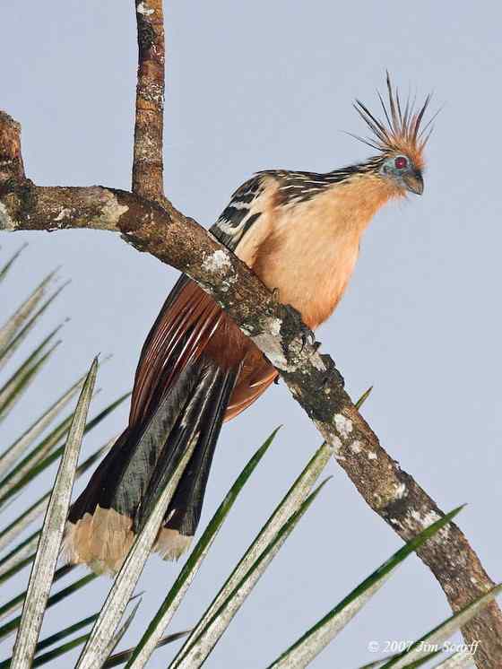 最原始的鸟类之一 圭亚那国鸟 麝雉 