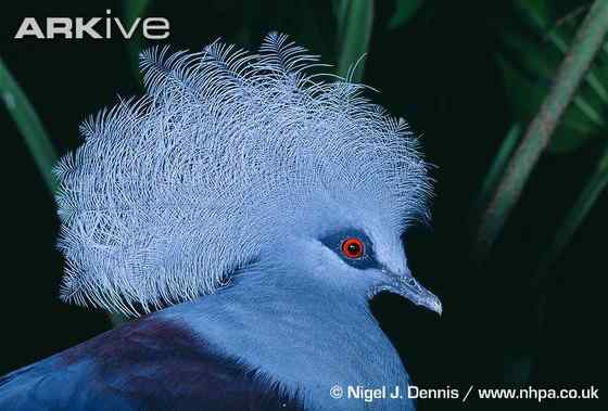 鸽子中的女王  凤冠鸠
