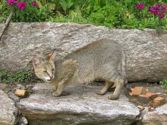 狸猫换太子中的狸猫 狸猫换太子中的狸猫