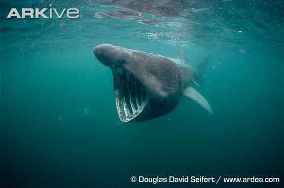 晒太阳的鲨鱼  姥鲨 Basking shark