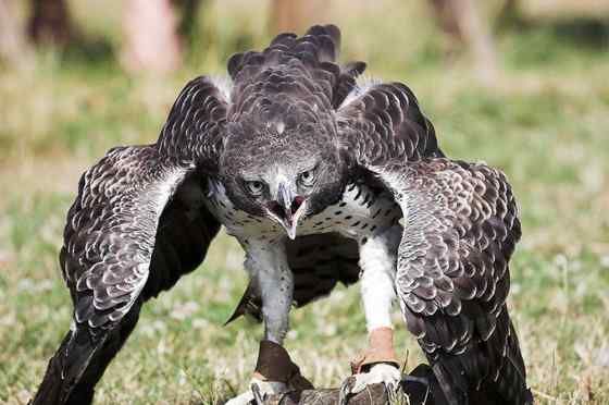 主宰非洲天空的猛禽  赞比亚的猛雕、军雕、战雕