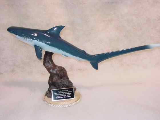 长尾巴的鲨鱼  弧形长尾鲨 Alopias vulpinus