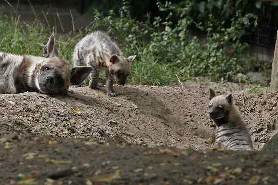 缟鬣狗 Hyaena hyaena 缟鬣狗 Hyaena hyaena