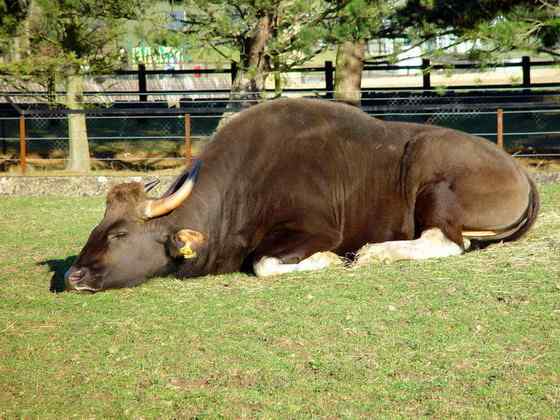 《西游记》中牛魔王的原型  白肢野牛