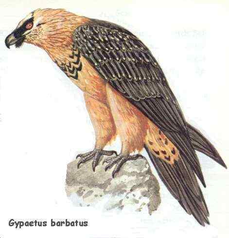 喜马拉雅山的大鸟  胡兀鹫