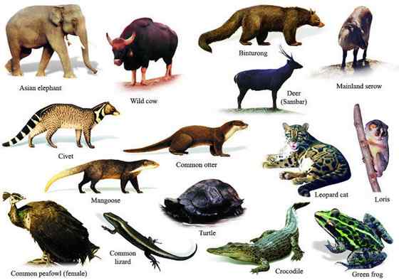 《西游记》中牛魔王的原型  白肢野牛