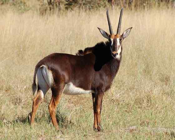 《封神演义》中闻太师的“墨麒麟” 貂羚 《封神演义》中闻太师的“墨麒麟” 貂羚