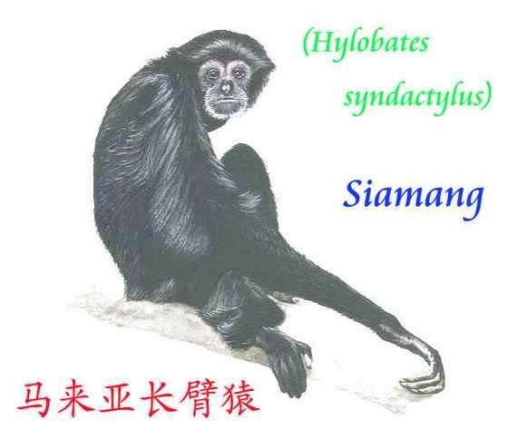 体型最大的长臂猿——马来亚长臂猿