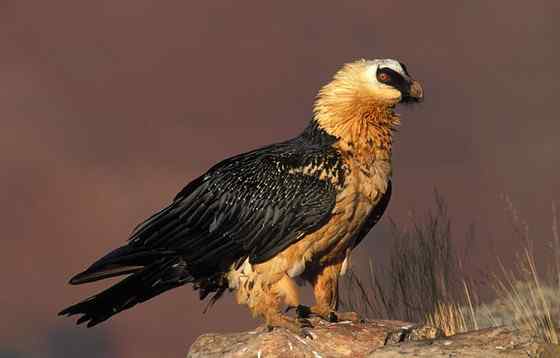 喜马拉雅山的大鸟  胡兀鹫