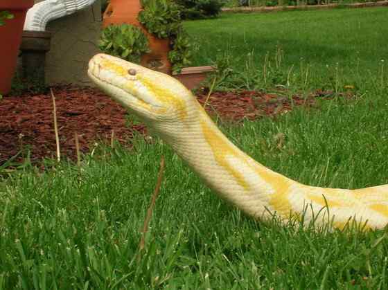 白化动物  黄金蟒