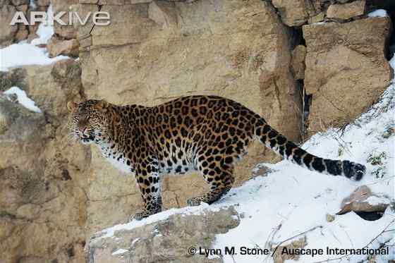 仅次于东北虎的大型猫科动物 远东豹 仅次于东北虎的大型猫科动物 远东豹