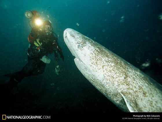 格陵兰鲨 睡鲨 格陵兰鲨 睡鲨