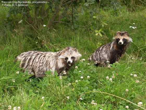 一丘之貉中的貉