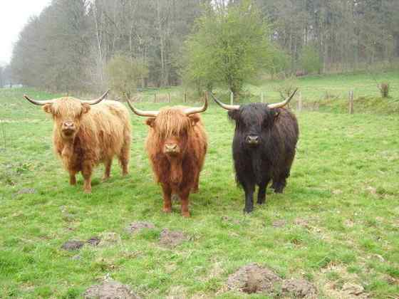 最古老的家牛品种——来自苏格兰的高地牛
