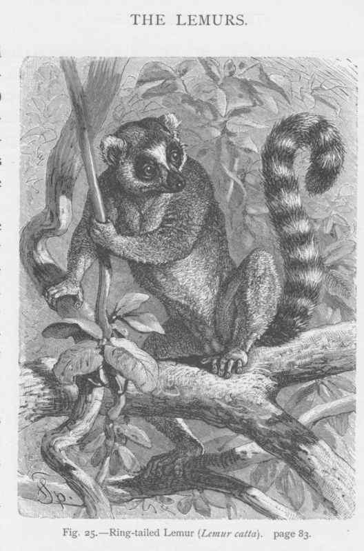 著名的马达加斯加狐猴  环尾狐猴