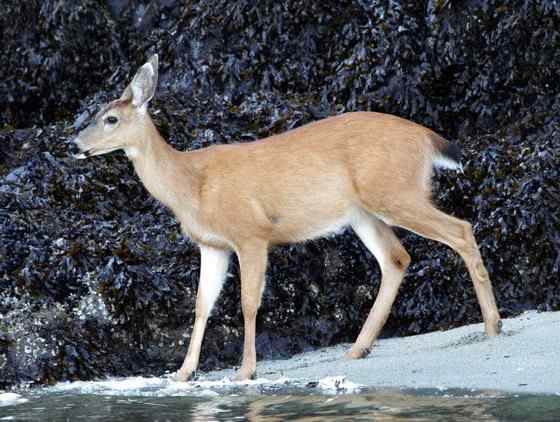 维吉尼亚鹿 白尾鹿