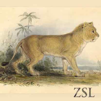 亚洲有狮子吗？  亚洲狮