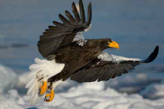 西伯利亚沿海的虎头海雕 Haliaeetus pelagicus