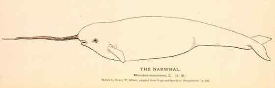 北冰洋中的独角兽 长“牙齿”的角鲸