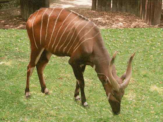 非洲最漂亮的羚羊之一  紫羚 bongo