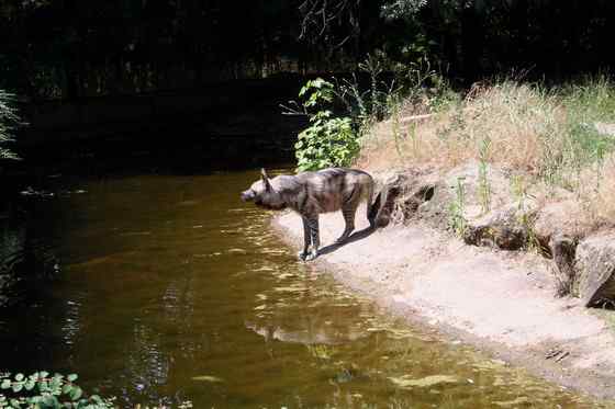 缟鬣狗 Hyaena hyaena 缟鬣狗 Hyaena hyaena