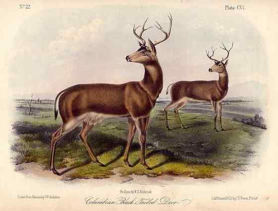 骡鹿 臀部都是白色 骡鹿 臀部都是白色