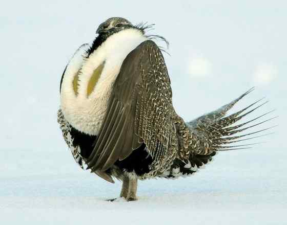 艾草榛鸡 北美洲体型最大的松鸡 发情时极度活跃