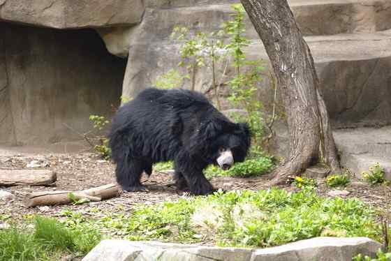 吃蚂蚁的熊  懒熊