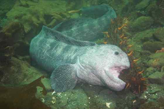 长相丑陋的怪鱼  狼鳗