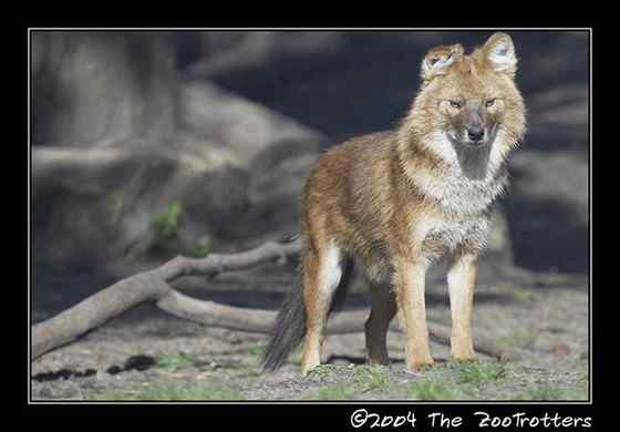 英国著名小说家吉卜林笔下的“红狗”  豺