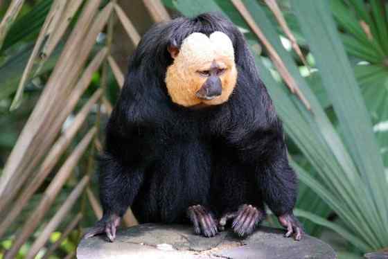 白脸僧面猴 White faced saki