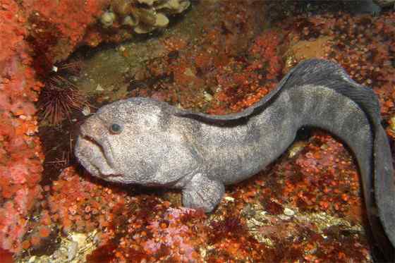 长相丑陋的怪鱼  狼鳗