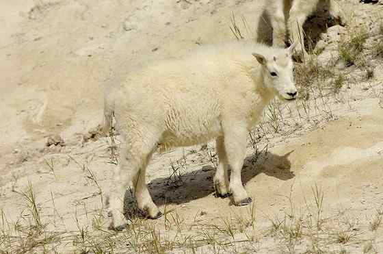 北美洲独有的本土羊类——石山羊 Oreamnos americanus