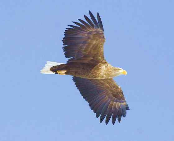 波兰国鸟白尾海雕 Haliaeetus albicilla