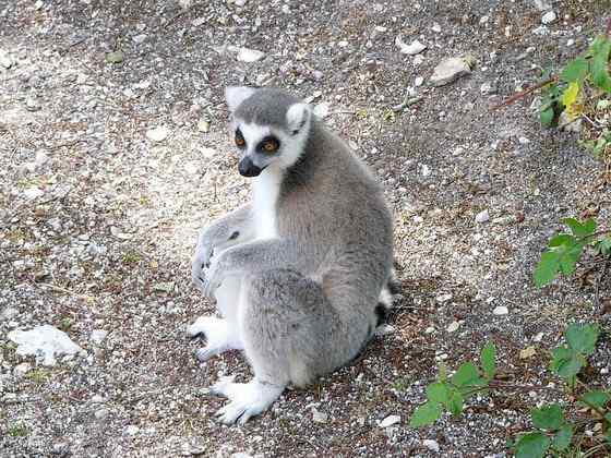 著名的马达加斯加狐猴  环尾狐猴