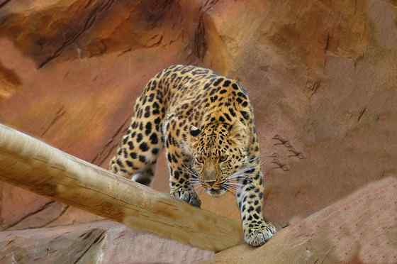 仅次于东北虎的大型猫科动物 远东豹 仅次于东北虎的大型猫科动物 远东豹