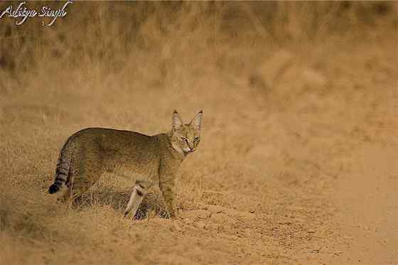 狸猫换太子中的狸猫 狸猫换太子中的狸猫