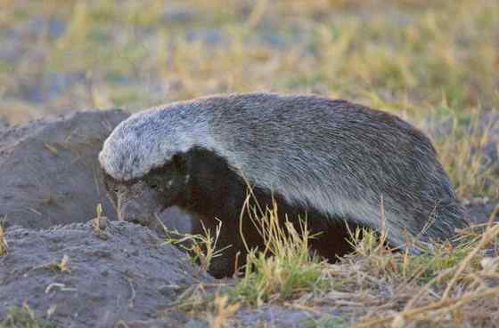 吃蜂蜜不要命的蜜獾