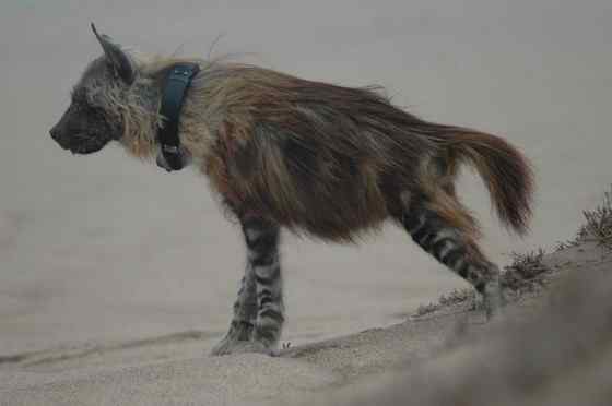 卡拉哈里的清道夫  棕鬣狗