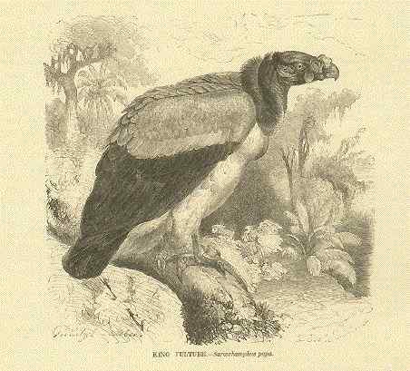 最漂亮的猛禽食腐鸟  王鹫