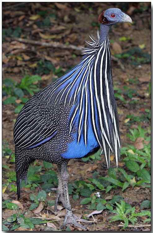 脑袋像秃鹫的珍珠鸡  鹫珠鸡 Vulturine Guineafowl